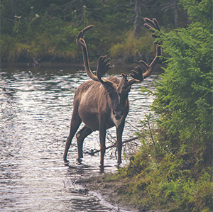 caribou